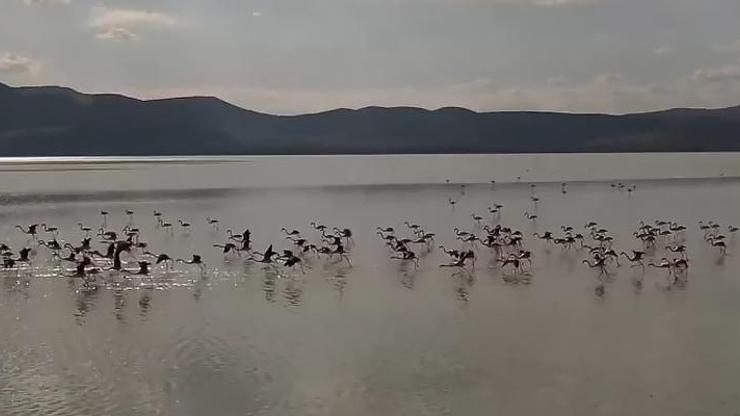 Göl yeniden su tuttu, kuşlar geri döndü