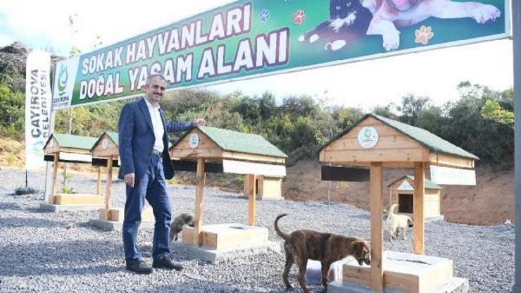 Çayırova’da sokak hayvanlarına doğal yaşam alanı