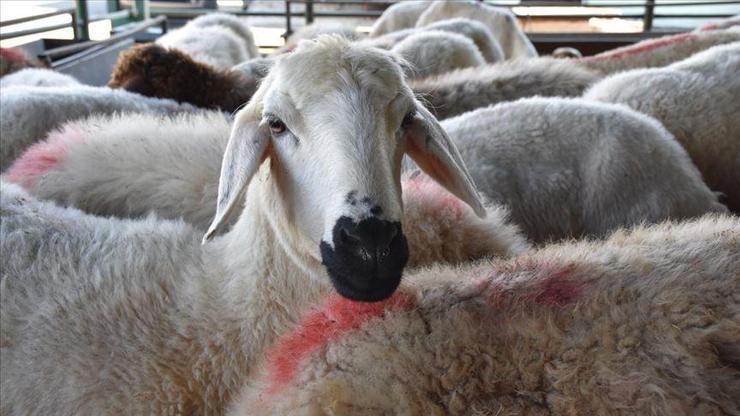 Bakan Pakdemirliden koyun ve keçi yetiştiricilerine müjde