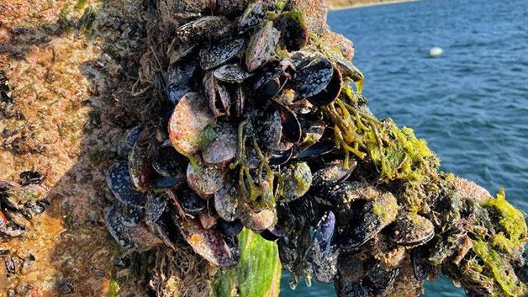 Marmara Denizini midyeler temizleyecek