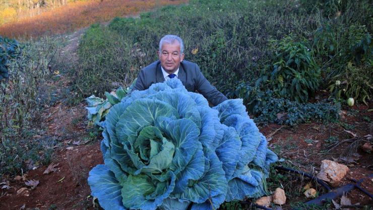 30 kilogram ağırlığında lahana üretti
