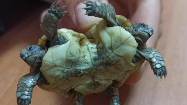 Pamukkalede bulunan çift başlı kaplumbağa şaşkınlık yarattı