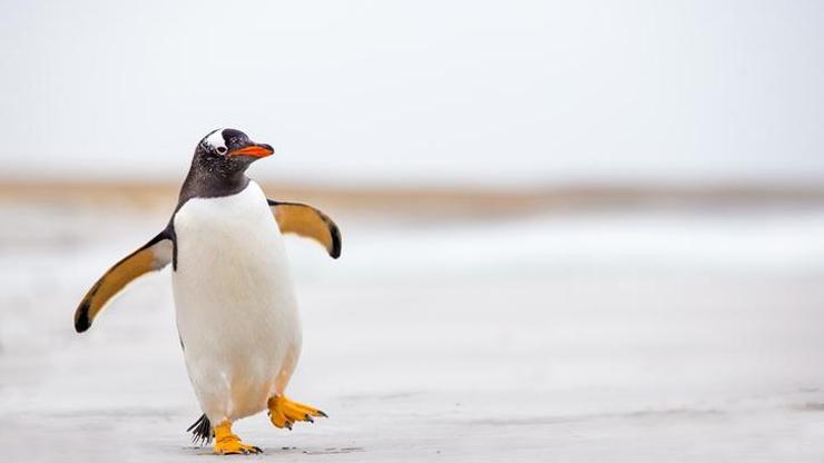 Penguen yolunu şaşırdı, Antarktikadan Yeni Zelandaya ulaştı