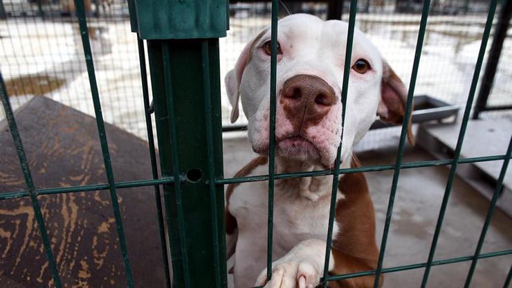 25 yasaklı ırk köpek barınakta hapis hayatı yaşıyor