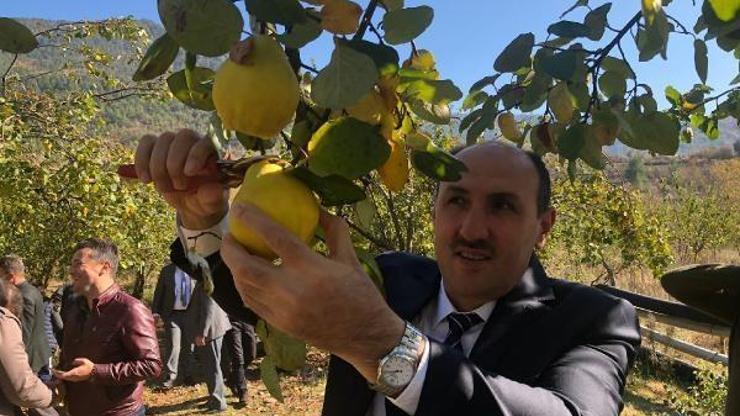 Saimbeyli’de ‘organik ayva üretimi’ için bakanlık desteği