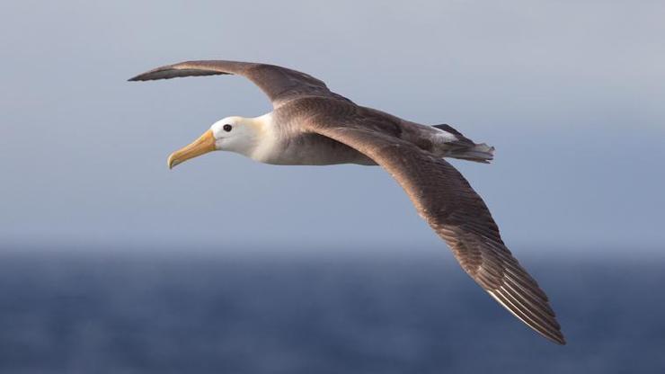 İklim krizi nedeniyle albatrosların boşanma oranı arttı