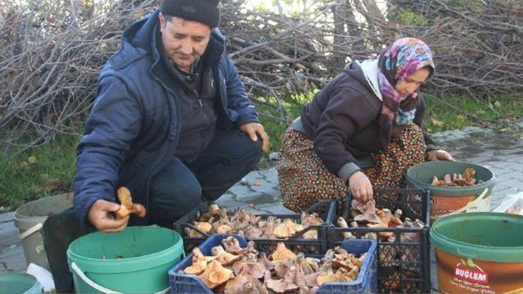 Kazdağlarındaki kanlıca mantarı köylüye ek gelir oldu