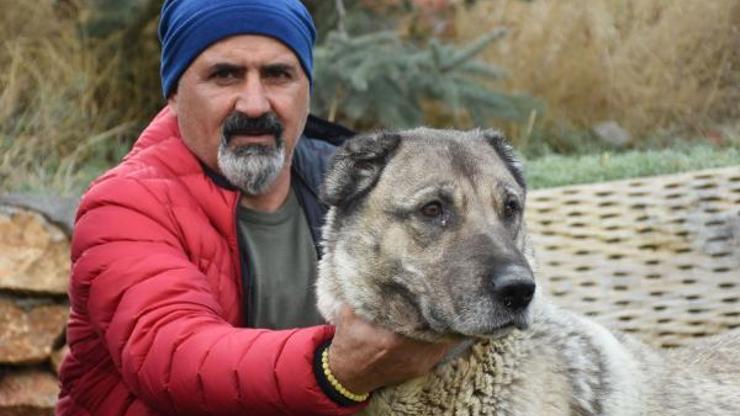 Kangal köpekleri, kışlık zırhlarını giyiyor