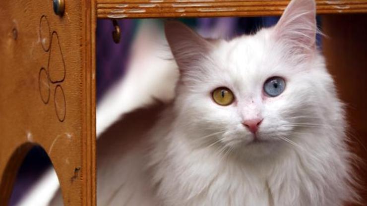 Pandemide uygulanan Van kedilerini sevme yasağı bitti
