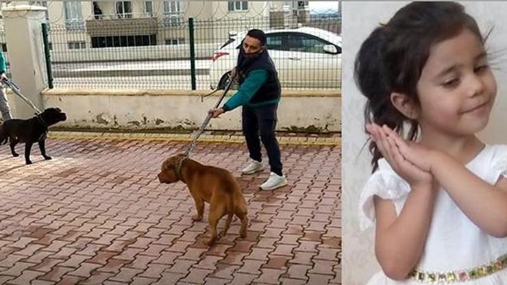 Sağlık Bakanı Koca devreye girdi... Pitbull saldırısına uğrayan Asiye’nin tedavisini ünlü profesör üstlendi