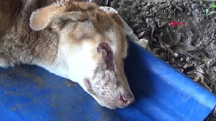 Zonguldakta köpeğe kan donduran işkence | Video Haber