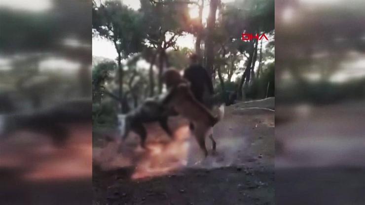 Köpek dövüştürdü, sosyal medyada yayınladı | Video