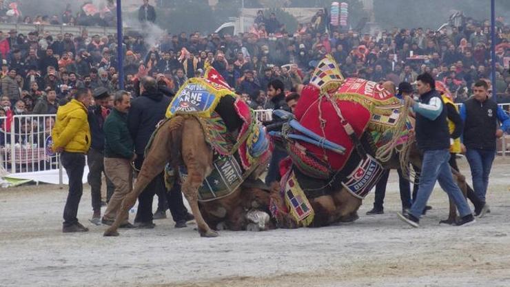 Yılın son deve güreşi binlerce kişi tarafından izlendi