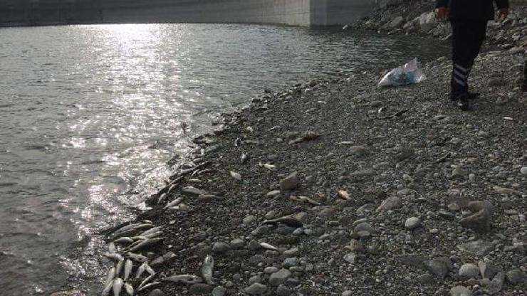 Aslantaş Baraj Gölünde balık ölümlerine inceleme