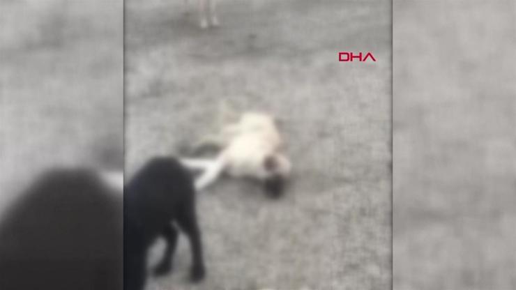 Zehirlendikleri sanılan 9 köpekten 4ü öldü | Video Haber