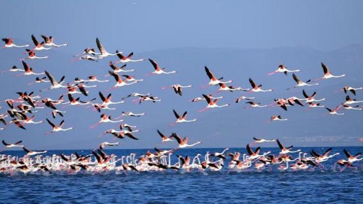 Çelebibağ Flamingo Alanı, kesin korunacak hassas alan ilan edildi