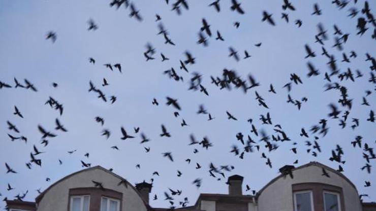 Mahalle kargaların istilasına uğradı: Ürküten görüntü