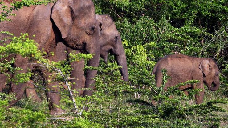 Sri Lanka’da yaban hayatı plastik tehdidi altında 2 fil daha öldü
