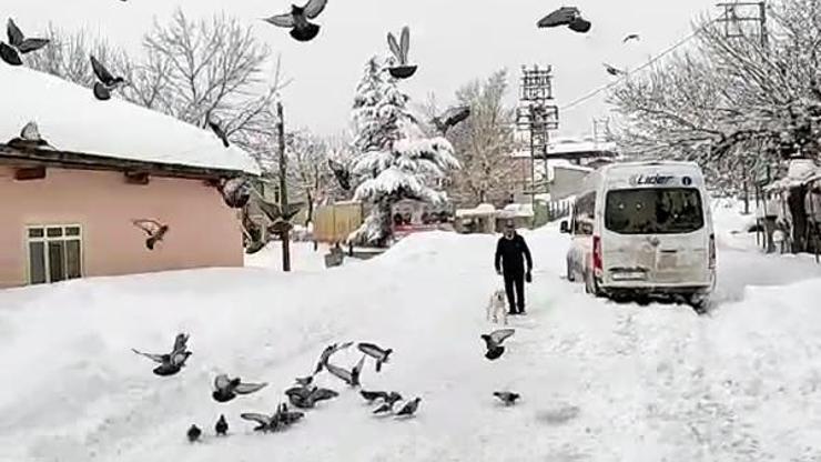 Soğuk kış günlerinde güvercinleri besliyorlar
