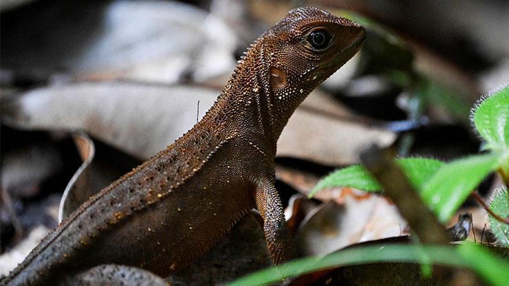 Uzmanlardan ilginç uyarı: Gökten iguana yağabilir