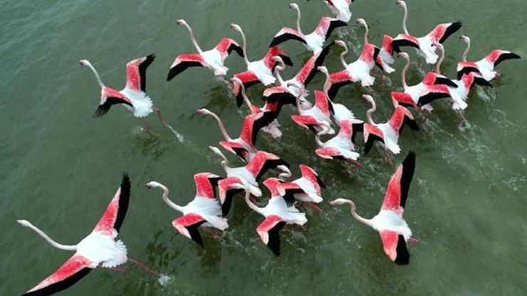 Akyatan Lagününde 12 binden fazla flamingo ve turna sayıldı