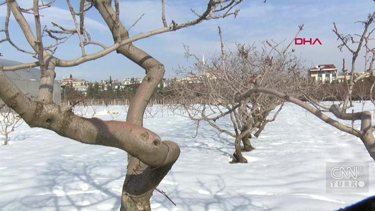 Fıstık üreticilerinin kar sevinci