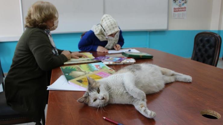 Okuma-yazma kursunun ‘Şans’lı kedisi