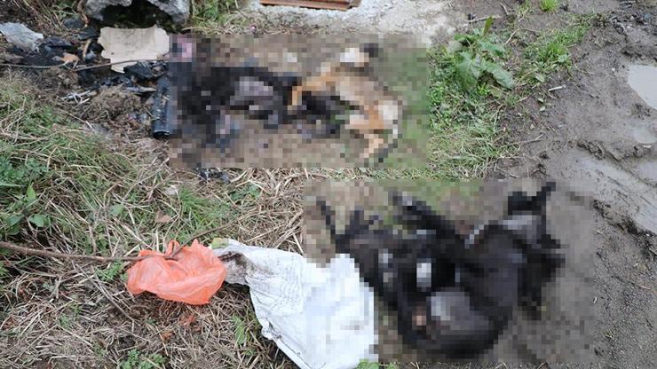 Çöpte 5 köpeğin cansız bedeni bulundu