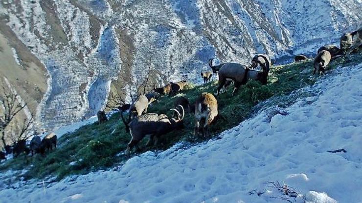 Karlı zirveye bırakılan yemleri yiyen yaban keçileri fotokapanda