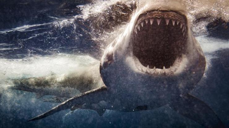 60 yıl sonra bir ilk Korkunç köpekbalığı saldırısı kameraya yansıdı