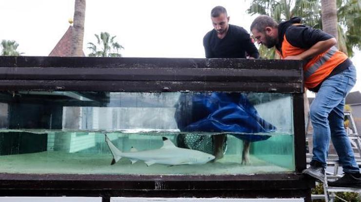 Diskodaki köpek balığı yeni yaşam alanına nakledildi