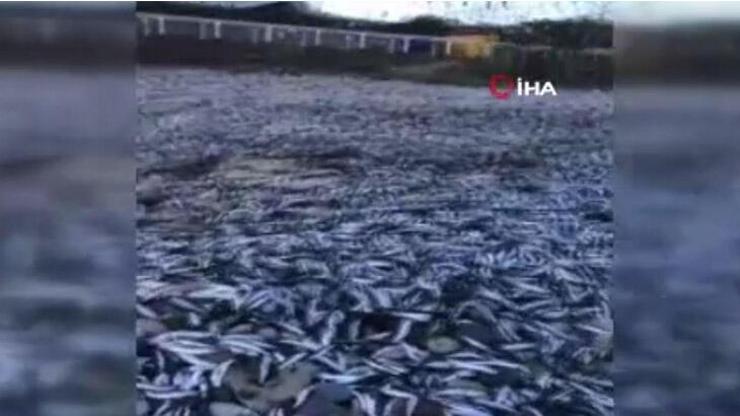 Şilide binlerce ölü balık sahile vurdu