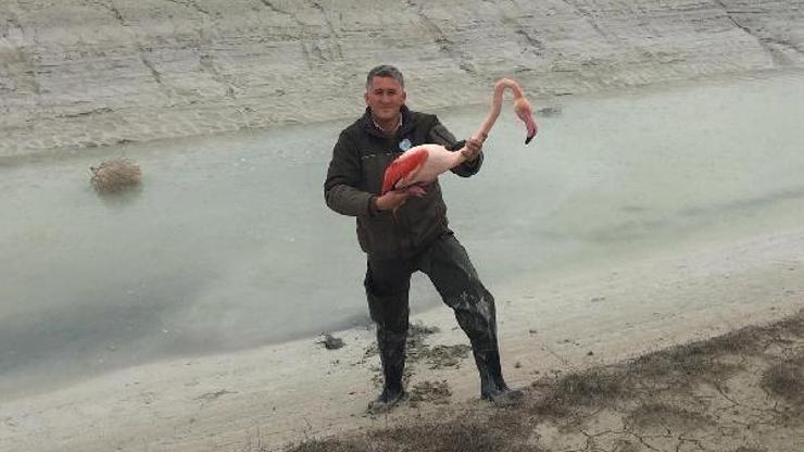 Bacağı kırılan flamingo tedaviye alındı