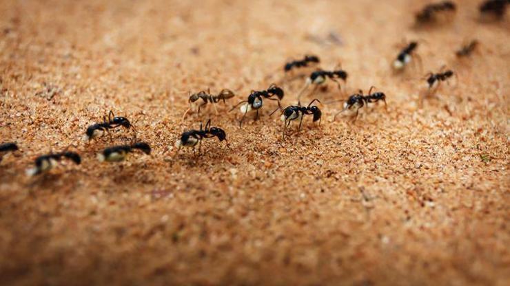 Kahve Falında Karınca Ne Anlama Gelir Falda Karınca Şekli Görmek Ne Demek, Anlamı Nedir