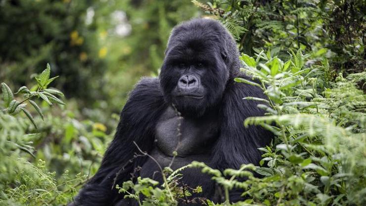 Kahve Falında Goril Ne Anlama Gelir Falda Goril Şekli Görmek Ne Demek, Anlamı Nedir