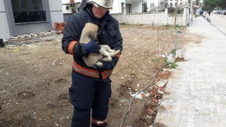 Ordu’da bahçe kapısına sıkışan yavru köpek kurtarıldı