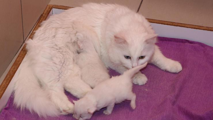 Van kedileri yılın ilk yavrularını dünyaya getirdi