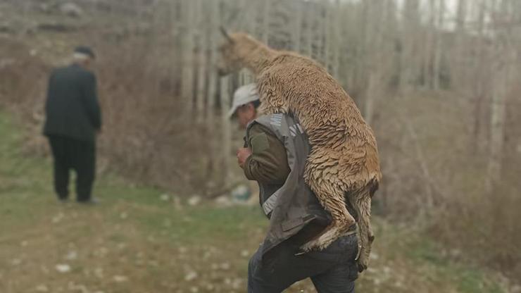 Hasta yaban 3 kilometre keçisini sırtında taşıdı