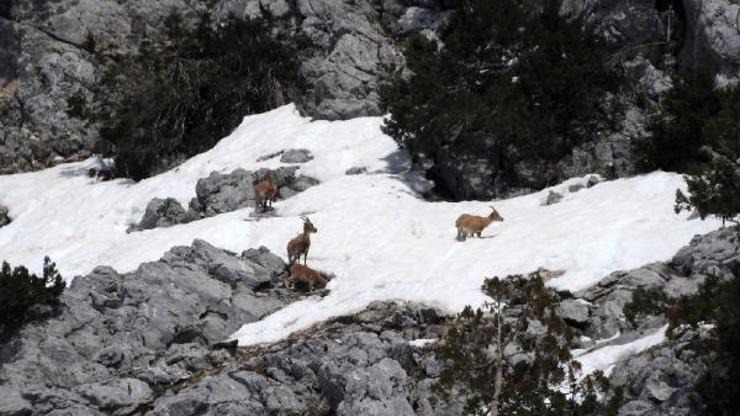 Gündoğmuşun dağ keçileri fotoğraflandı