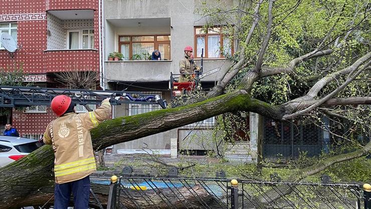 Asırlık ağaç yola devrildi