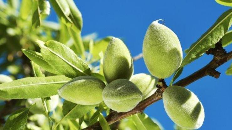 İşte çağlanın bitmeyen faydaları