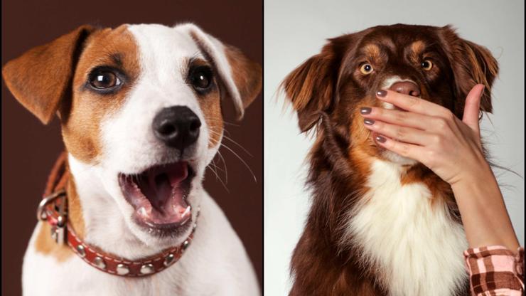 ABDde ilginç yasak: Köpeklerin havlama süresi sınırlandırıldı