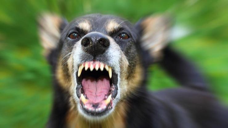 Köpek saldırıları nasıl son bulur