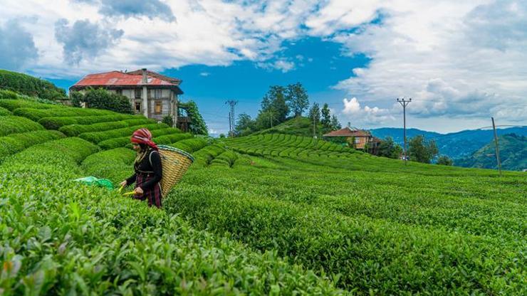 Yaş çay alım fiyatı ne kadar, kaç TL oldu Çay alımı taban fiyatı 2022