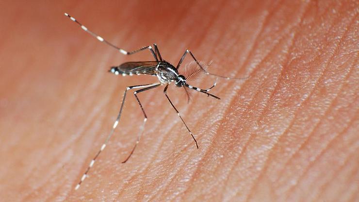 Türkiyede Asya kaplan sivrisineği tehlikesi