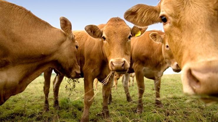Yeni Zelanda’dan flaş karar: Koyun ve sığırların gazları vergilendirilecek