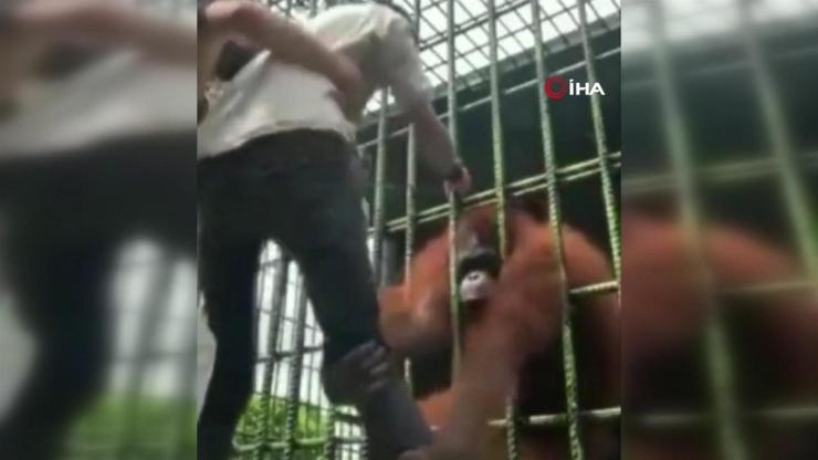 Orangutanı sinirlendirdi, elinden zor kurtuldu... İşte sosyal medyada viral olan o görüntüler