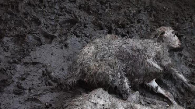 Amasya’da 35 hayvan, kurtların saldırısında öldü