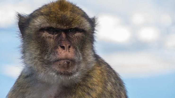 Tanzanyada maymunların kaçırdığı 1 aylık bebek hayatını kaybetti