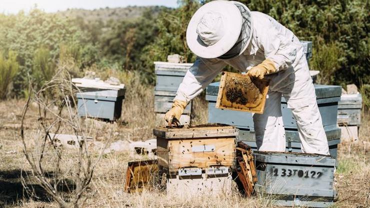 Avustralyada parazit endişesi: Arılar kovanlara kapatıldı